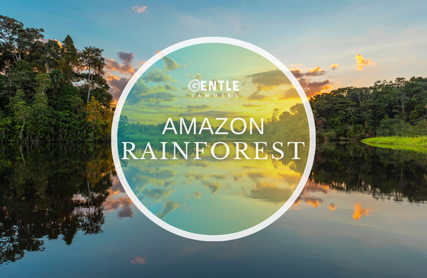 Amazon Rainforest - 1